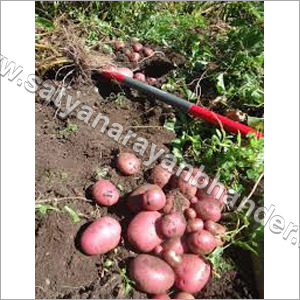 Red Potatoes Seeds