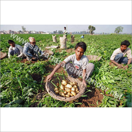Kufri Jyoti Potato