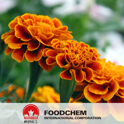 Zeaxanthin - Orange Yellow Powder, CAS# 144-68-3 | High Purity â¥98%, Natural Source from Marigold Flower, Safe Additive
