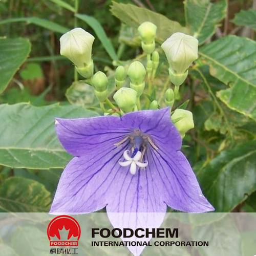 Radix Platycodonis Extract