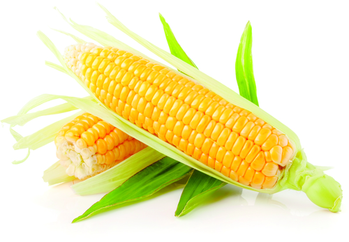 Sweet Corn