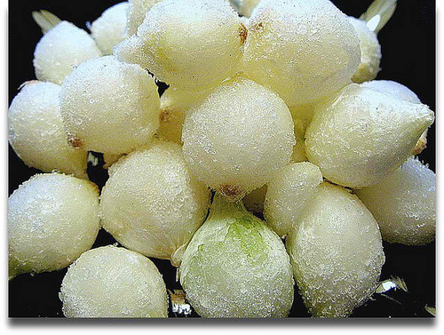 Frozen Onions
