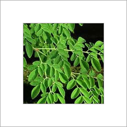 Moringa Leaves By A1 OIL INDIA