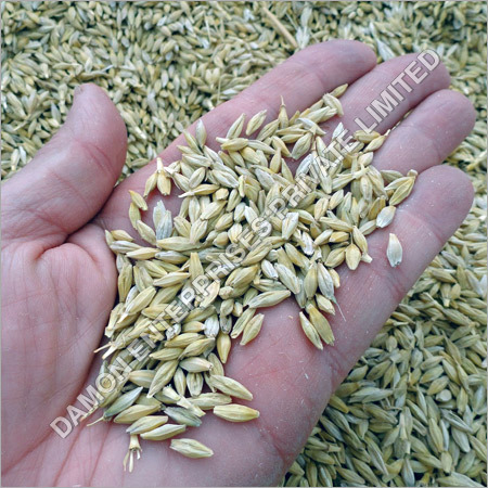 Barley Seeds