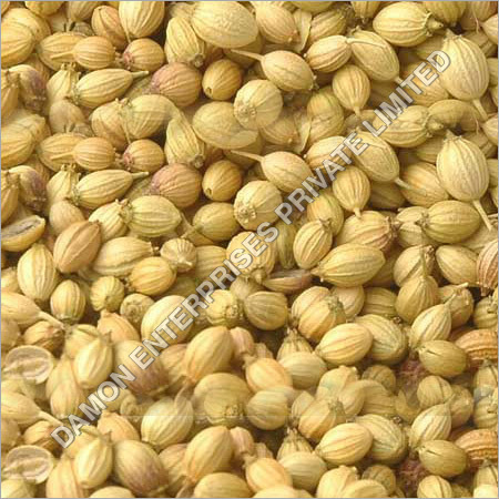 Coriander Seeds