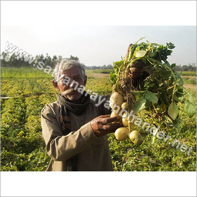 Organic Seed Potatoes