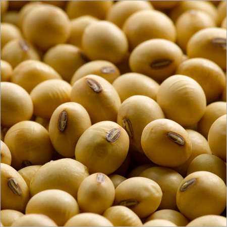 Soybean Oil Seed