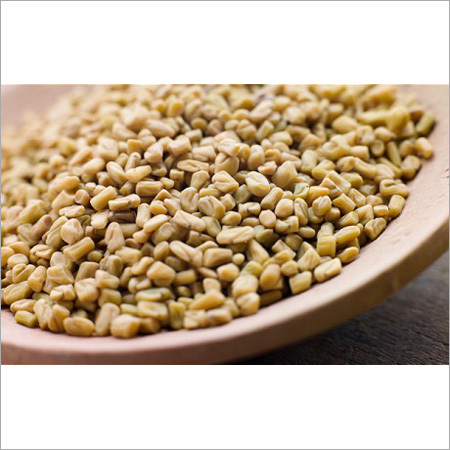 Indian Fenugreek