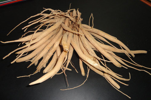 Asparagus Racemosus Roots