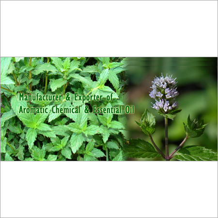 Aromatic Chemical & Essential Oil