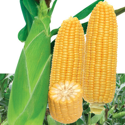 Fodder Maize