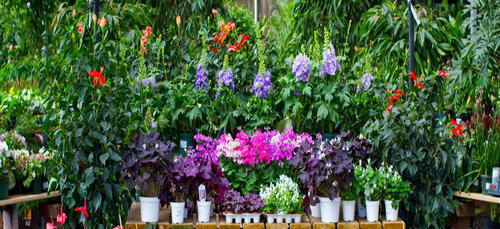 Landscape Garden Development