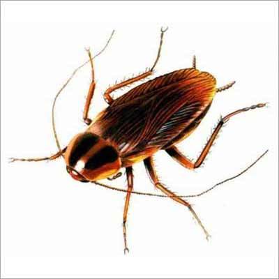 Cockroaches Pest Control Services
