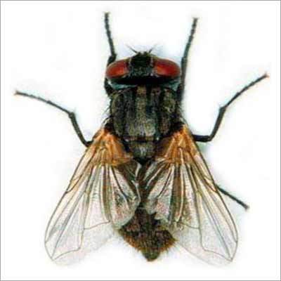 House Fly Pest Control Service
