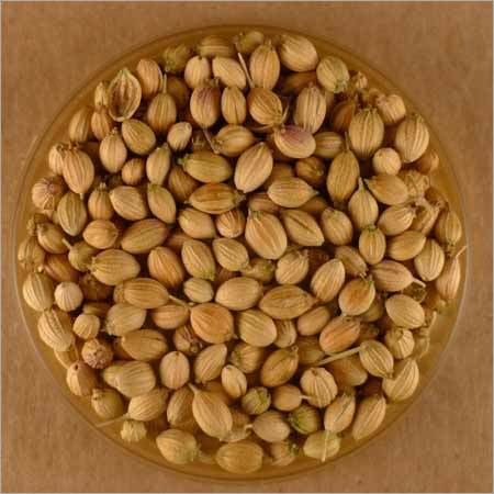 Fresh Coriander Seed