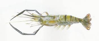 Scampi Prawn