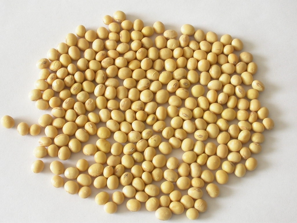 Soybean Seeds