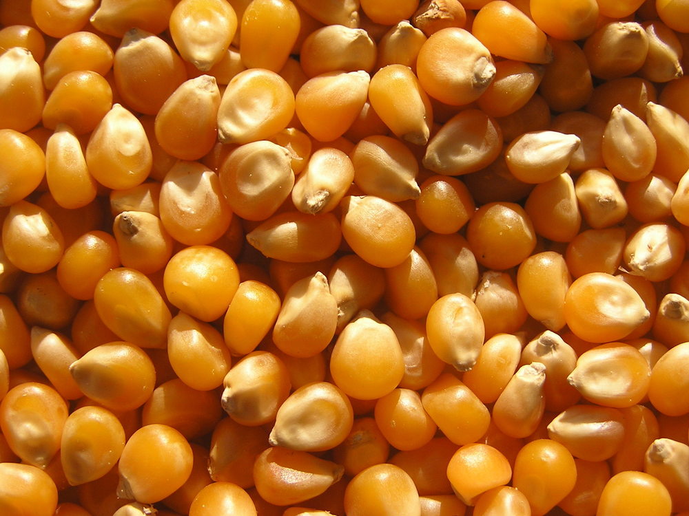 Maize Seeds