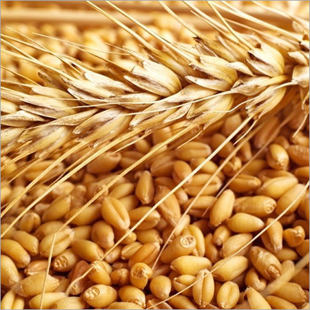Wheat Seed