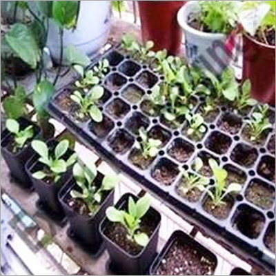 Tray Plantation Services