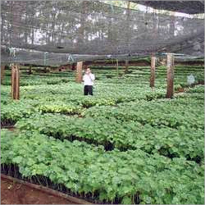 Nursery Plantation Services