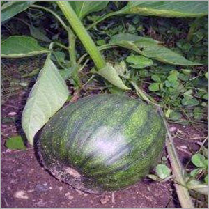 Pumpkin Plants