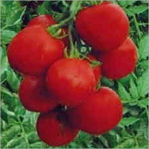 Tomato Plants