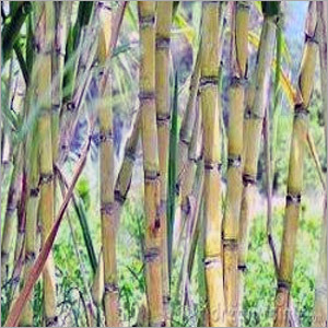 Sugarcane Plants Services