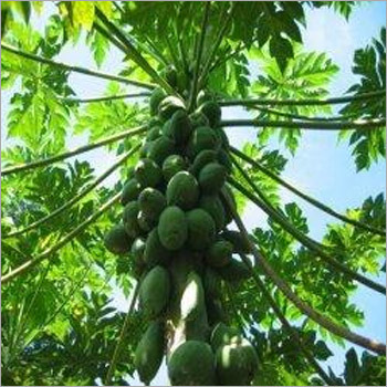 Papaya Plants Services