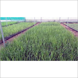 Sugarcane Plants