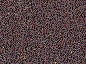 Mustard Seed