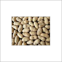 Groundnut