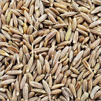 Fresh Cumin Seed