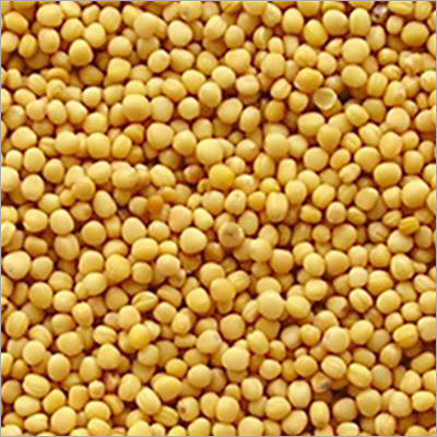 Yellow Mustard Seed