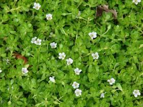 Bacopa Monnieri