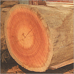 Red Meranti Log