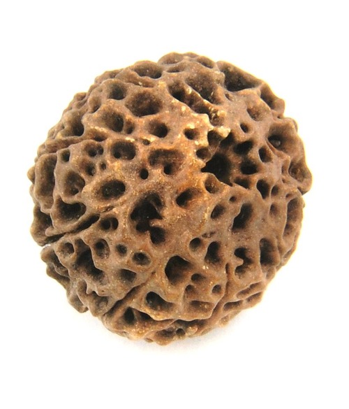 9.92gms Nine Mukhi Rudraksha X Ray Certified