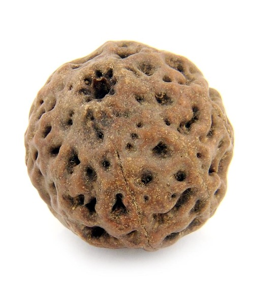 8.10 gms Natural 8 Faced Rudraksha Bead IGL X- Ray Certified