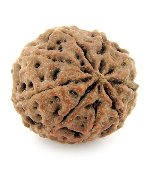 X Ray Certified Nine Mukhi Rudraksha 8.93gms