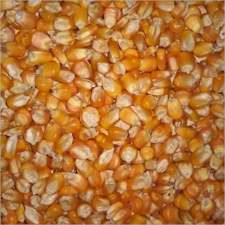 Yellow Corn