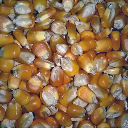 Organic Yellow Corn