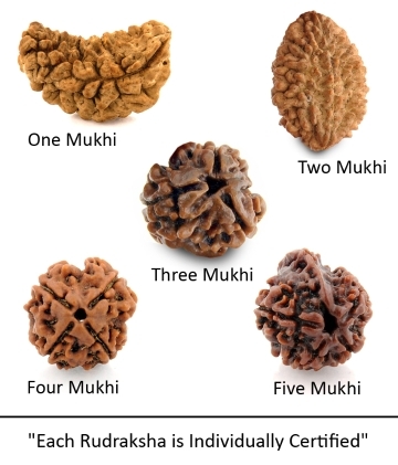Certified One to Five Mukhi Rudraksha Seeds