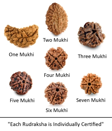One to Seven Mukhi Rudraksha Seeds Combo