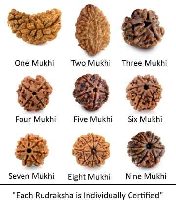 One to Nine Mukhi Rudrakshas