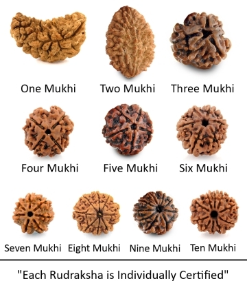 One to Ten Mukhi Rudrakshas