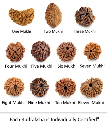 One to Eleven Mukhi Rudraksha Seeds