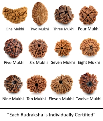 Nepali Rudraksha Seeds One to Twelve Mukhi
