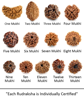 One to Thirteen Mukhi Rudraksha Nepali Seeds Combo