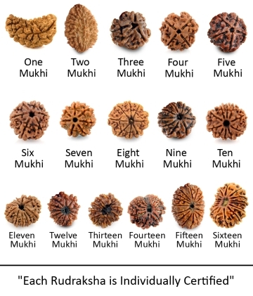 One to Sixteen Mukhi Rudraksha Seeds Combo
