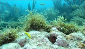 Algae Calcium